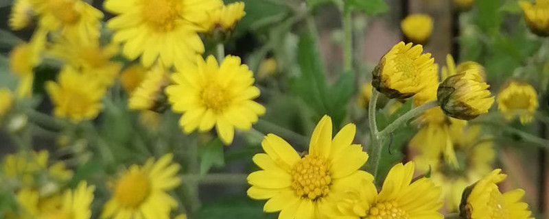 野菊花长什么样 野菊花长什么样