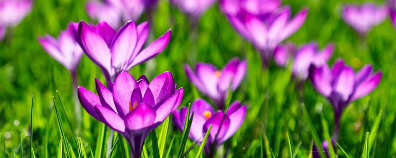 藏红花为什么不开花