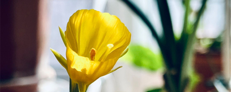围裙水仙花期 围裙水仙花期