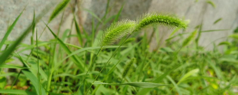 狗尾巴草的外形和特点 狗尾巴草的外形和特点