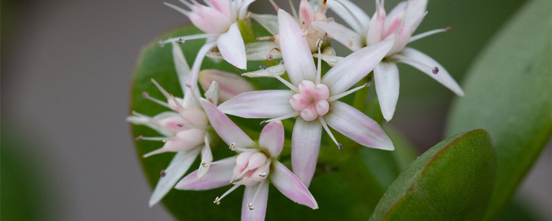 燕子掌开花预兆 燕子掌开花预兆