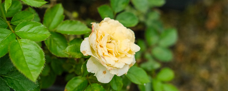 白色月季花语 白色月季花语
