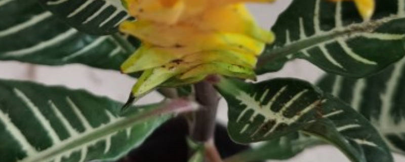 银脉爵床的养殖方法和注意事项 银脉爵床的养殖方法和注意事项