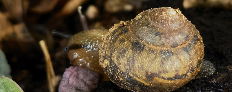 怎么杀死蜗牛又不伤植物 怎么杀死蜗牛又不伤植物