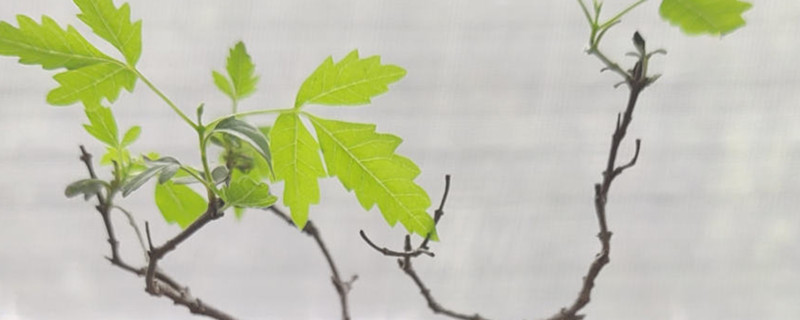 黄荆怎样过冬才能不落叶 黄荆怎样过冬才能不落叶