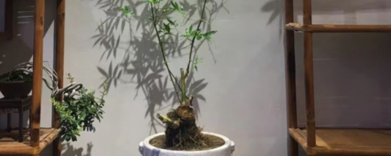小叶簕竹盆景怎么养 小叶簕竹盆景怎么养