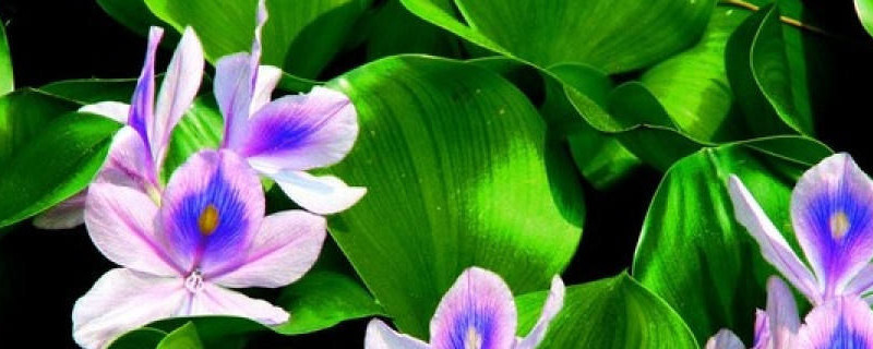 室内养水葫芦的危害 室内养水葫芦的危害
