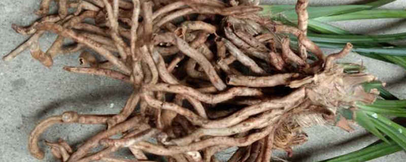 植物的根有什么作用? 植物的根有什么作用?