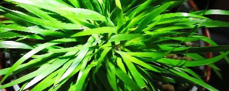 金钱菖蒲的养殖方法 金钱菖蒲的养殖方法