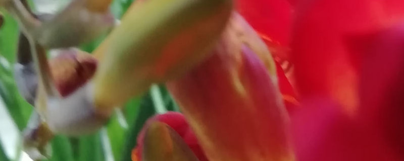 麦兰的养殖方法和注意事项 麦兰的养殖方法和注意事项