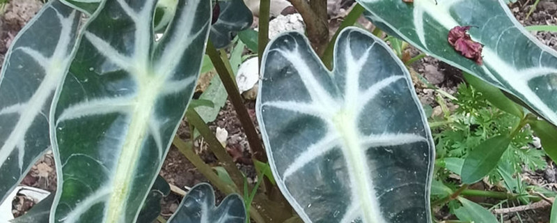 小仙女植物怎么养 小仙女植物怎么养