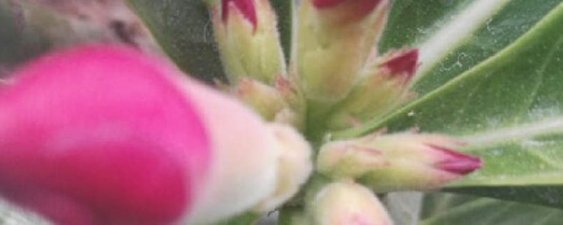 疏花疏果什么意思 疏花疏果什么意思