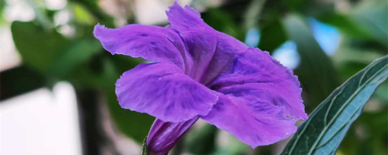 翠芦莉是多年生吗 翠芦莉是多年生吗