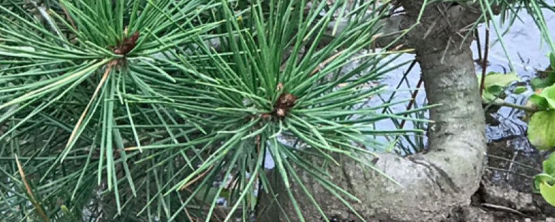 白皮松的特点 白皮松的特点
