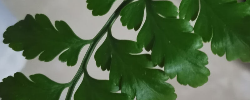 吉姆蕨的养殖方法和注意事项 吉姆蕨的养殖方法和注意事项