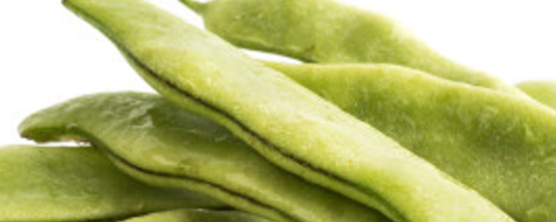 菜豆种子结构