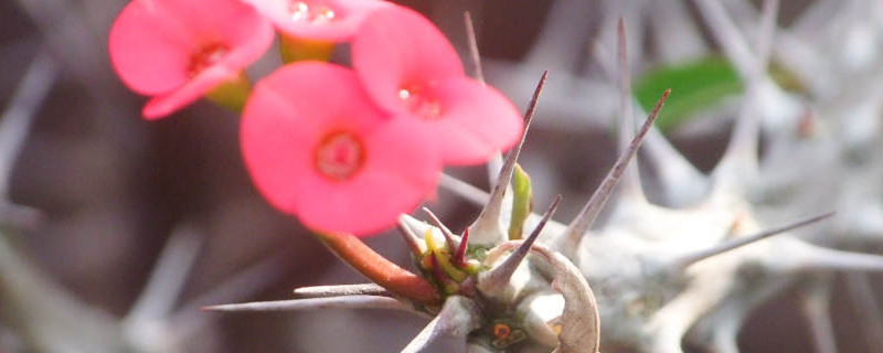 铁海棠什么时候开花