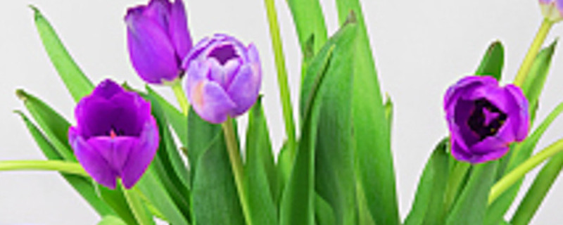 紫色郁金香花语 紫色郁金香花语