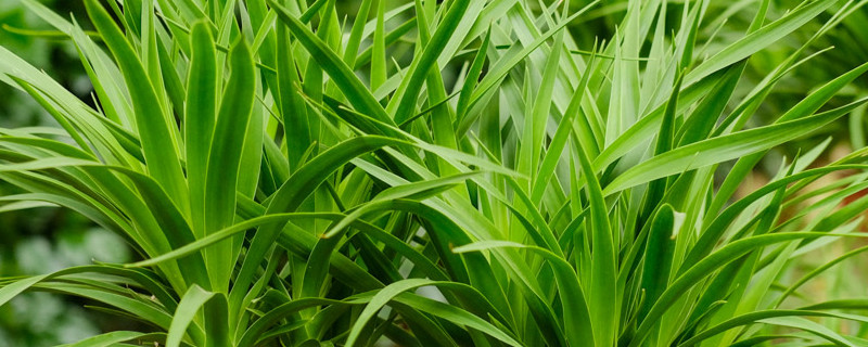 气体进入植物叶片的通道是 气体进入植物叶片的通道是