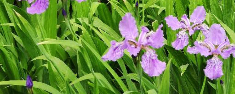 紫鸢花的花语 紫鸢花的花语