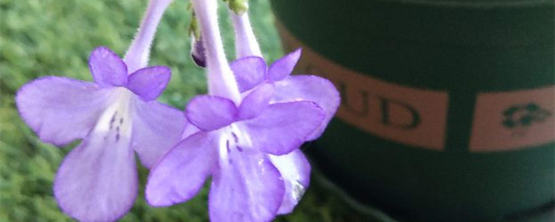 海豚花花期 海豚花花期