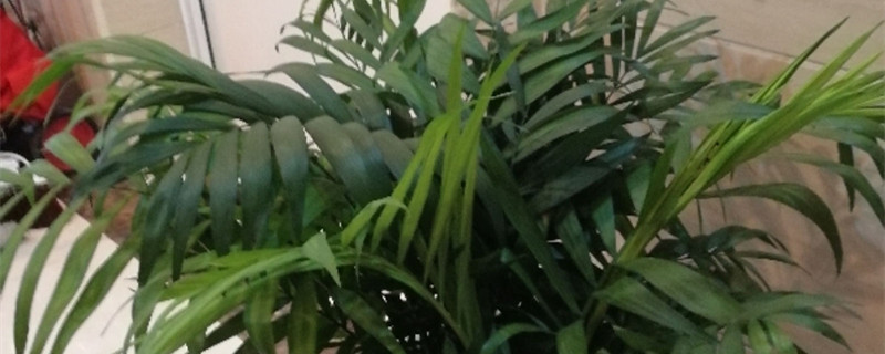富贵椰子多久浇一次水 富贵椰子多久浇一次水