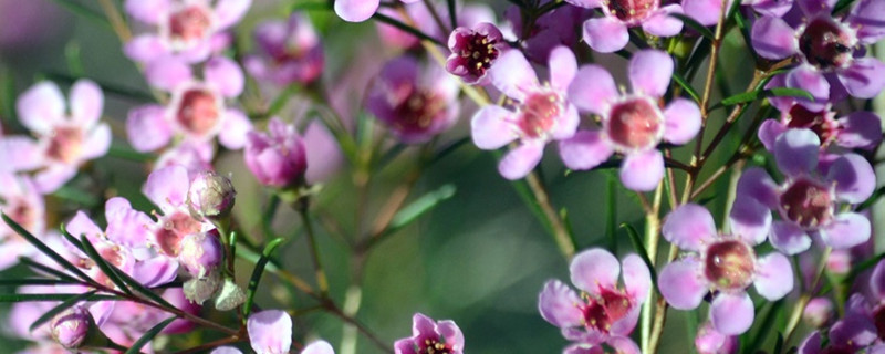 澳洲腊梅鲜切花花期 澳洲腊梅鲜切花花期