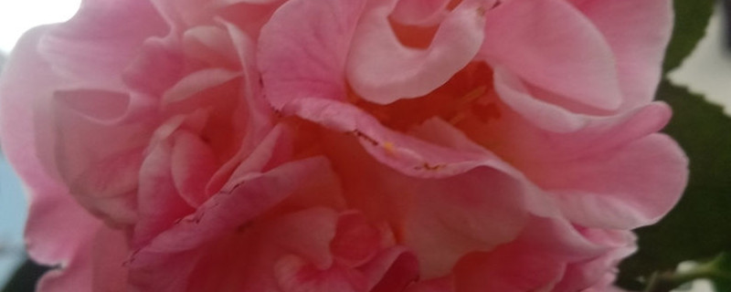 花芯和花蕊的意思是什么 花芯和花蕊的意思是什么