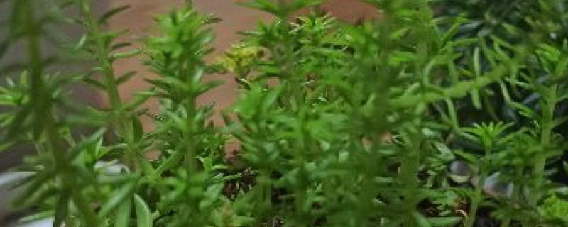 佛甲草耐阴吗 佛甲草耐阴吗