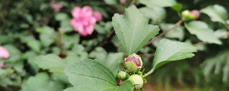 木菊花的养殖方法和注意事项