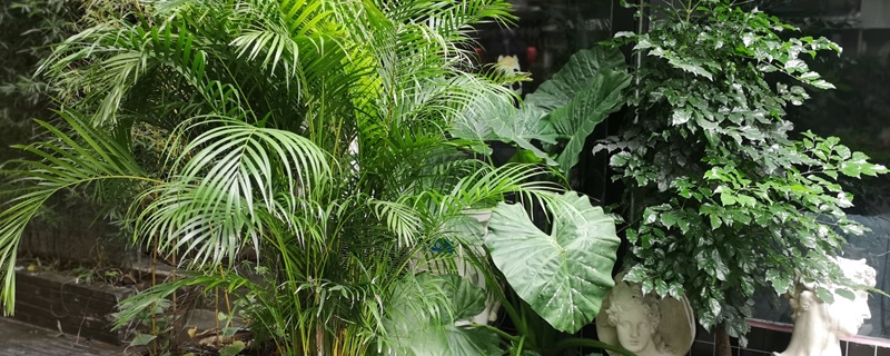 夏威夷竹耐寒多少度