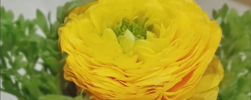 芹叶牡丹是多年生还是一年生 芹叶牡丹是多年生还是一年生