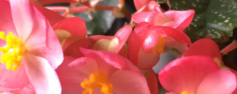 银星海棠怎么能开花 银星海棠怎么能开花
