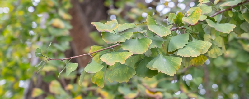 枝繁叶茂是什么季节