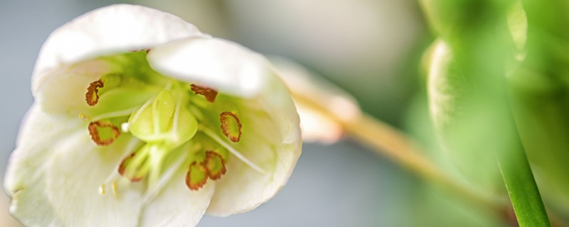 菟葵代表什么花语 菟葵代表什么花语