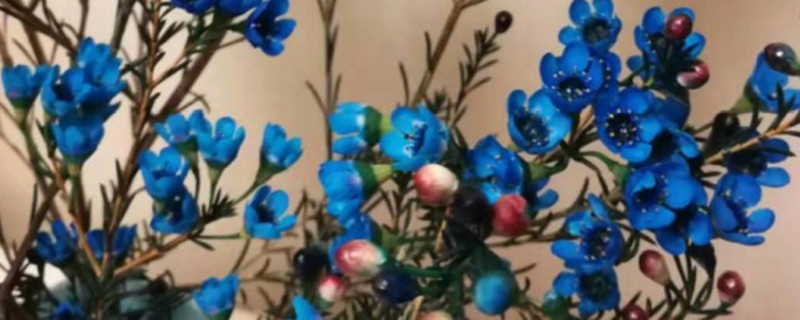 平头腊梅插瓶花期有多久 平头腊梅插瓶花期有多久