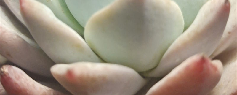 粉蓝鸟多肉好养吗 粉蓝鸟多肉好养吗