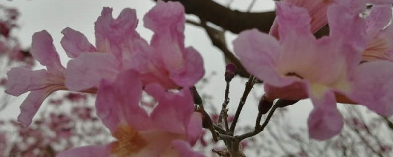 紫花风铃木花期 紫花风铃木花期