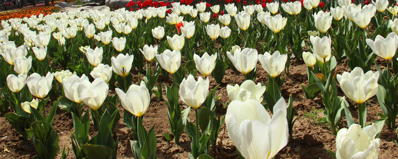 白色郁金香花语暗示什么 白色郁金香花语暗示什么