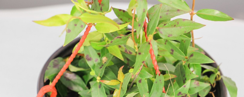 法国香水藤茉莉一年开几次花