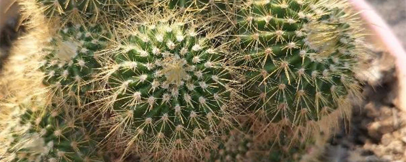 植物金丝猴如何养殖 植物金丝猴如何养殖