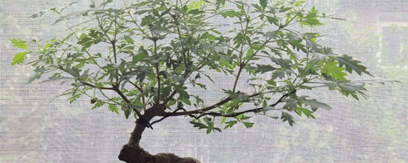 黄荆盆景冬天能冻死吗 黄荆盆景冬天能冻死吗