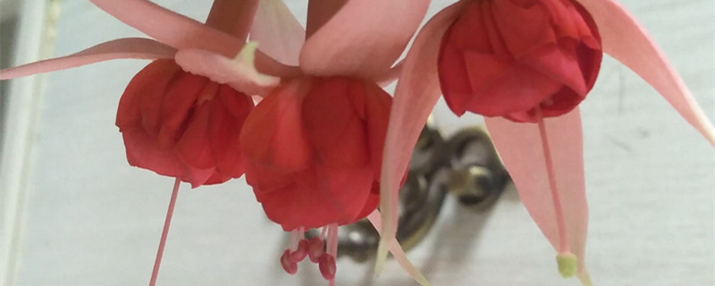 灯笼花怎么养殖 灯笼花怎么养殖