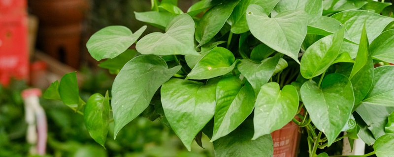 植物生长需要什么