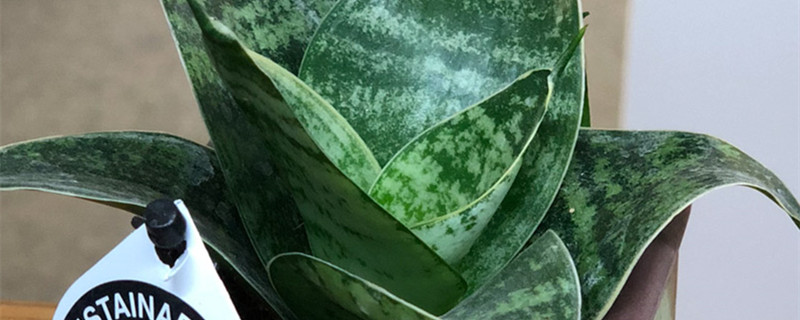 虎皮兰有哪些品种 虎皮兰有哪些品种