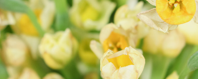 水仙花属于哪个季节的花