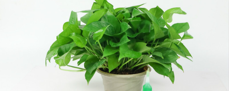 室内耐阴的盆栽植物有哪些 室内耐阴的盆栽植物有哪些