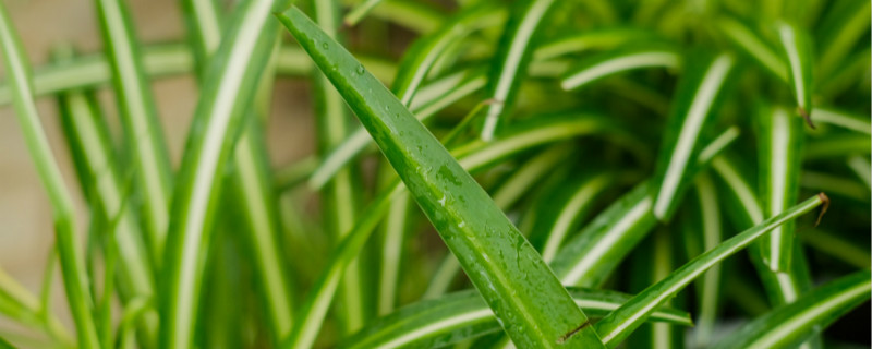 晚上释放氧气的室内植物有哪些 晚上释放氧气的室内植物有哪些