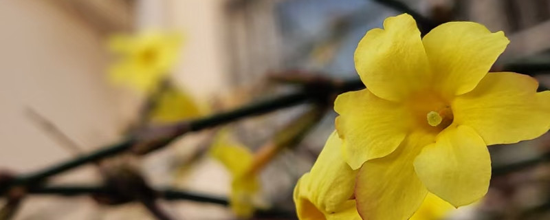 迎春花有几种颜色 迎春花有几种颜色