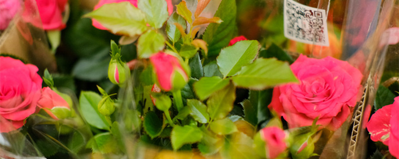 月季花在哪个季节开花 月季花在哪个季节开花